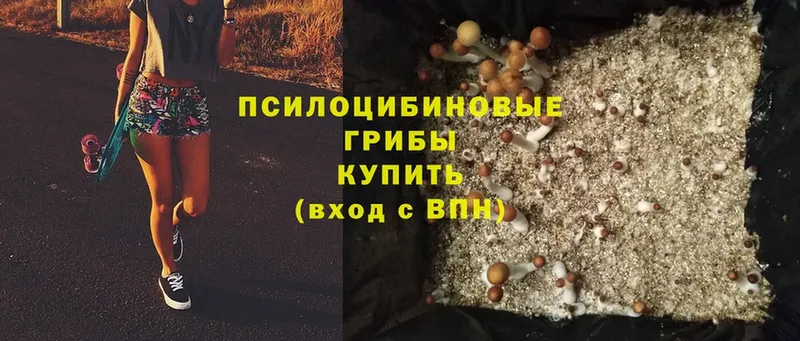 продажа наркотиков  Полысаево  Псилоцибиновые грибы Cubensis 